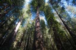 California, Humbolt Redwoods State Park, USA 